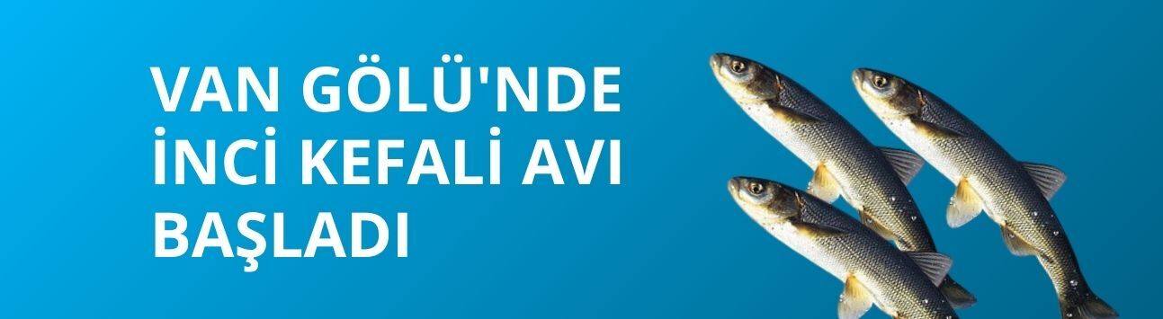 Van Gölü'nde inci kefali avı başladı
