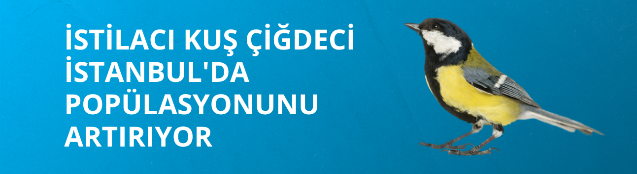 İstilacı kuş çiğdeci İstanbul'da popülasyonunu artırıyor