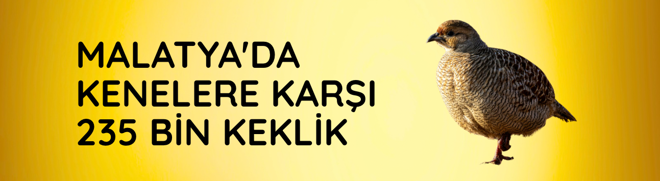 Malatya'da kenelere karşı 235 bin keklik