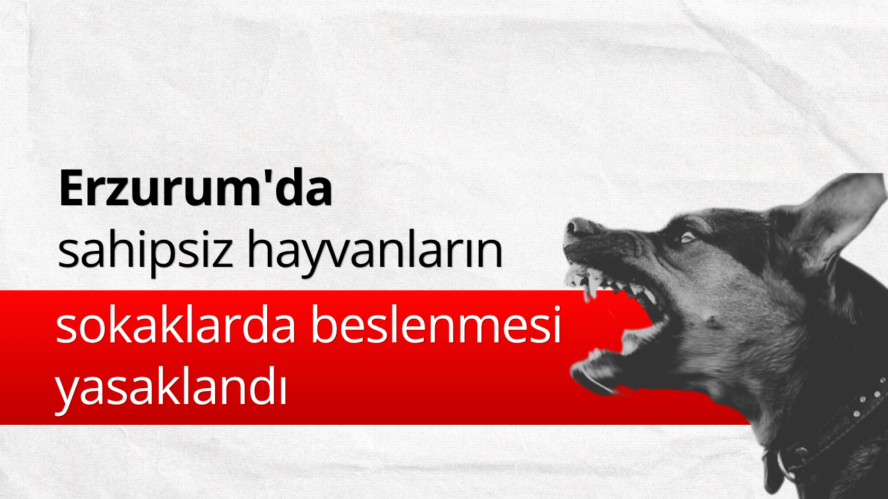 Erzurum'da sahipsiz hayvanların sokaklarda beslenmesi yasaklandı