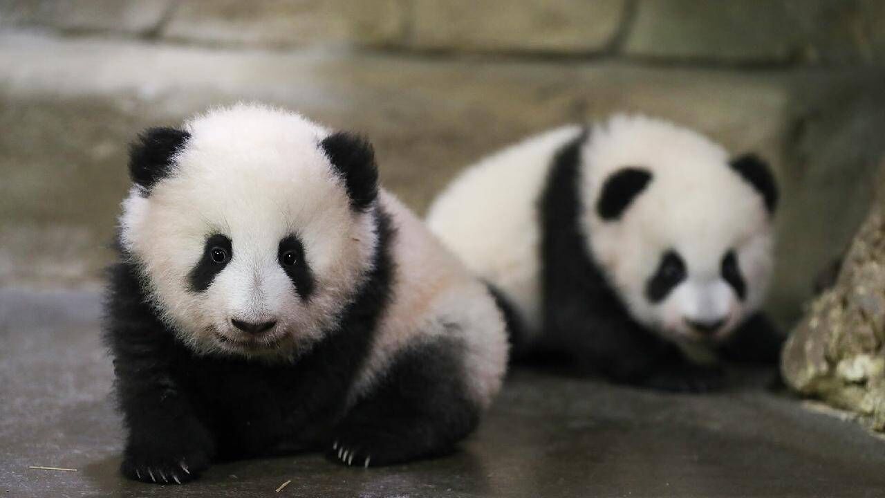 Panda diplomasisi geri döndü: Birkaç gün içinde ulaşacaklar