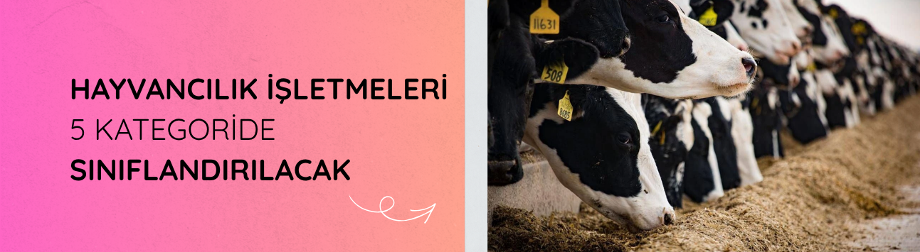 Hayvancılık işletmeleri 5 kategoride sınıflandırılacak