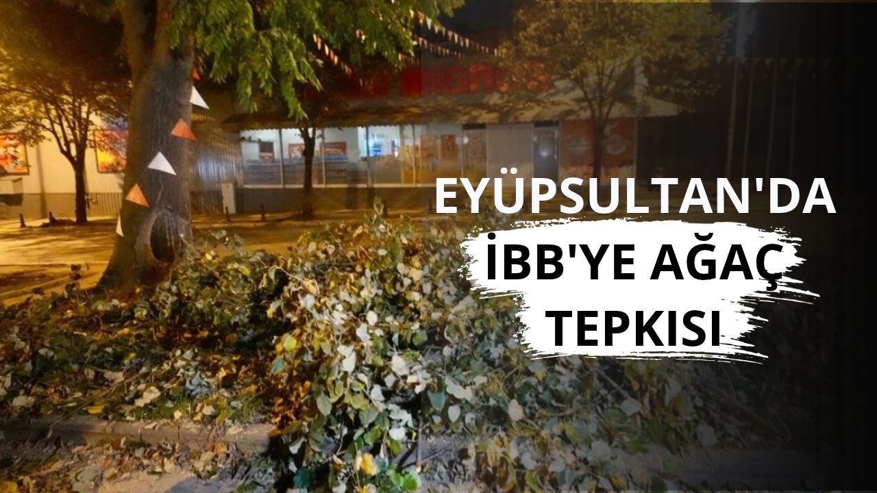 Eyüpsultan'da İBB'ye ağaç tepkisi