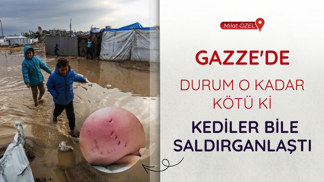 Gazze'de durum o kadar kötü ki, kediler bile saldırganlaştı