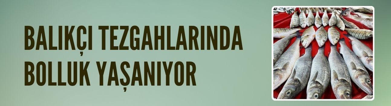Balıkçı tezgahlarında bolluk yaşanıyor