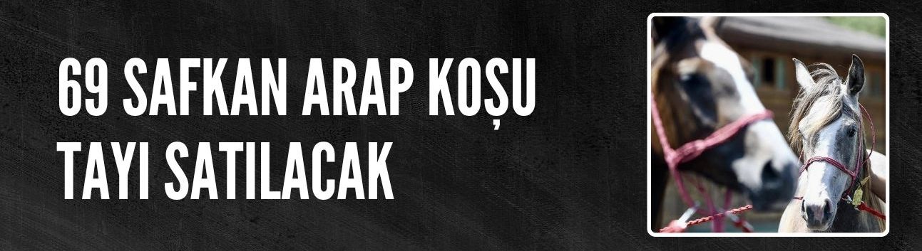 TİGEM 69 safkan Arap koşu tayı satacak