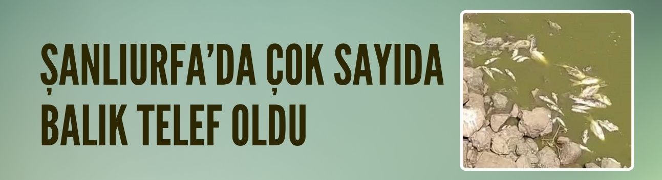 Kurumaya yüz tutan göletteki çok sayıda balık telef oldu
