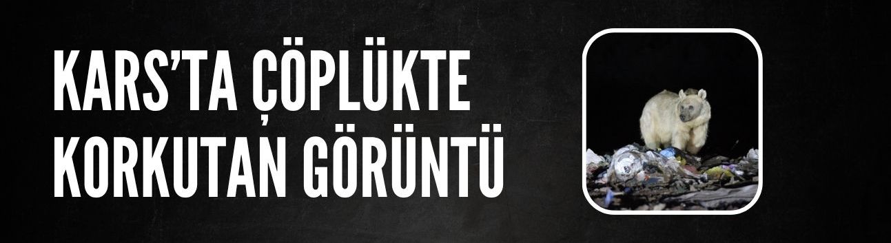 Kars'ta anne bozayı yavrularıyla çöplükte görüntülendi